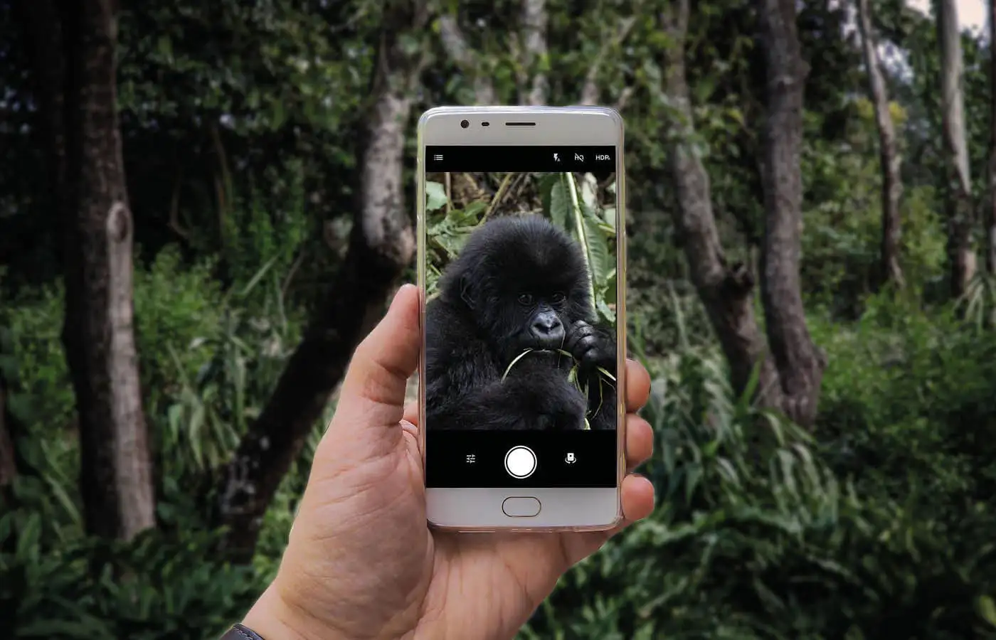 Smartphone Gorilla Regenwald