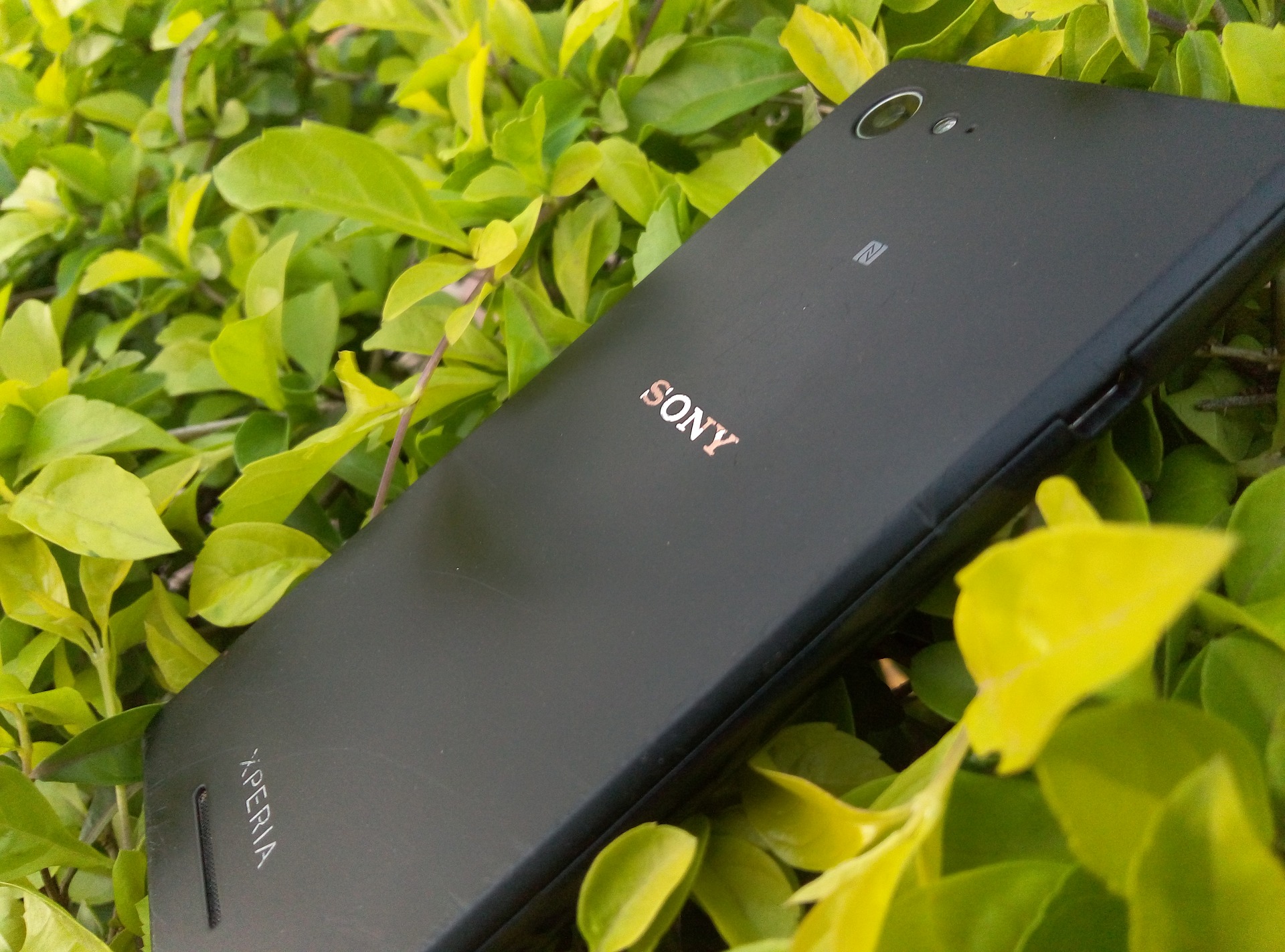 Sony Smartphone liegt auf grünen Blättern
