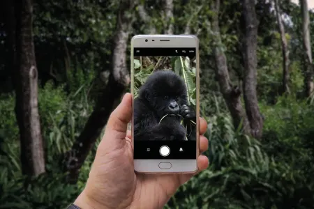 Smartphone Gorilla Regenwald